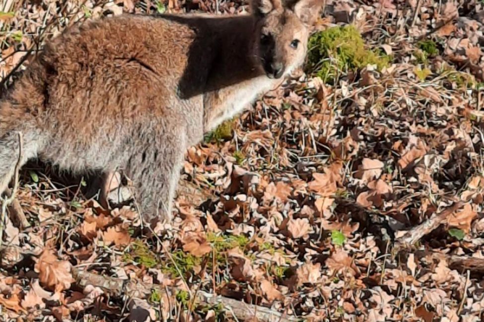 Les Cabanes Jacquoises