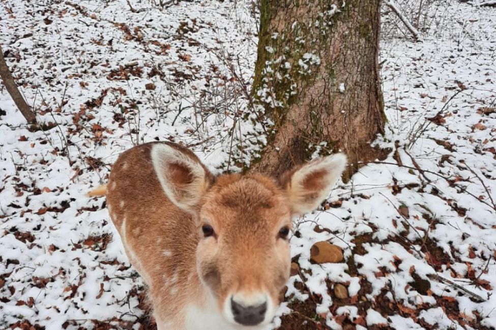 Les Cabanes Jacquoises