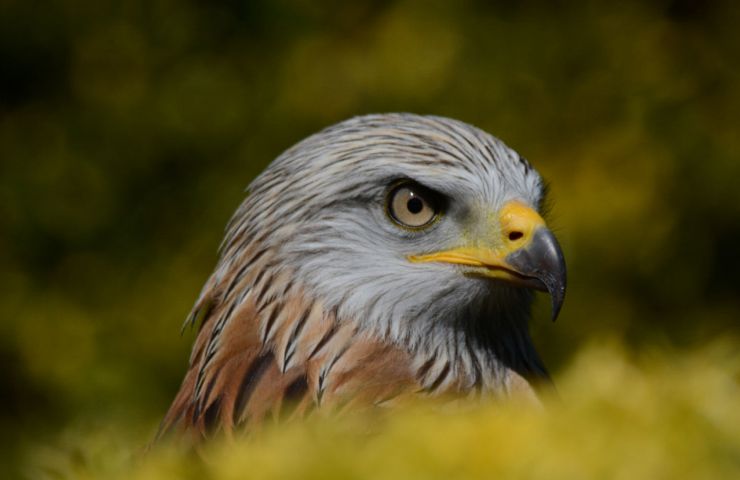 Donjon des Aigles