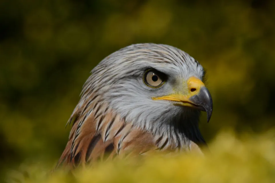 Donjon des Aigles