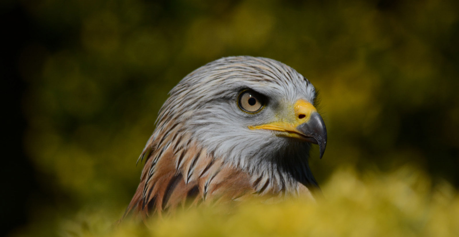 Parc du Donjon des Aigles