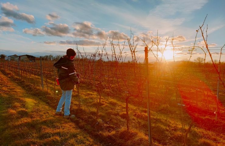 Domaine Le Montaltais