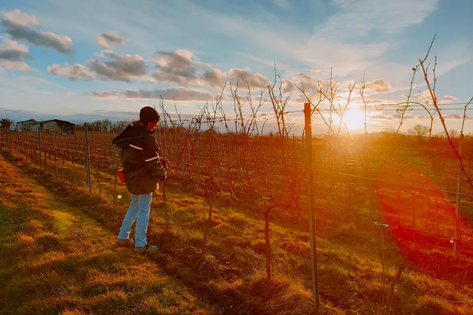 Domaine Le Montaltais
