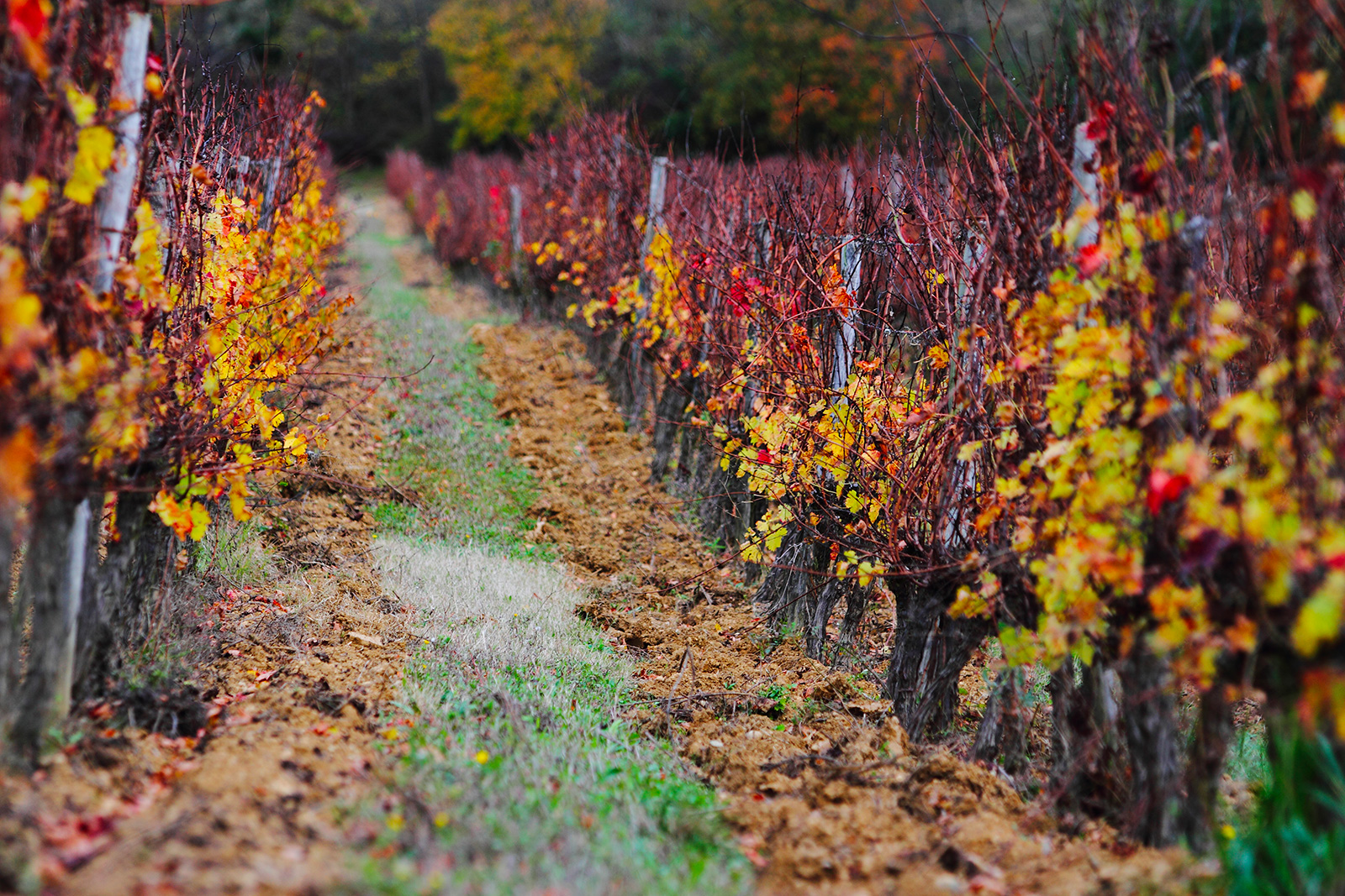 Domaine des Coteaux d'Engraviès