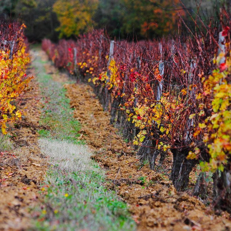 Domaine des Coteaux d'Engraviès