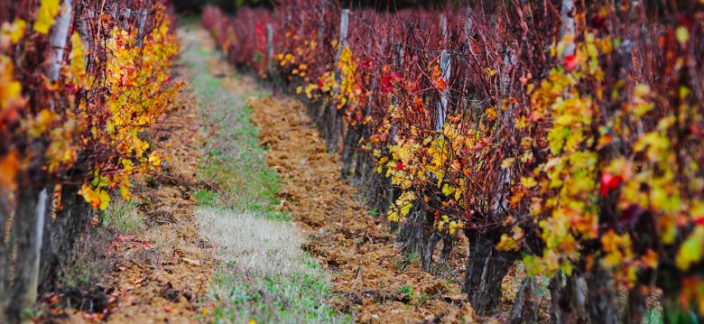 Domaine des Coteaux d'Engraviès