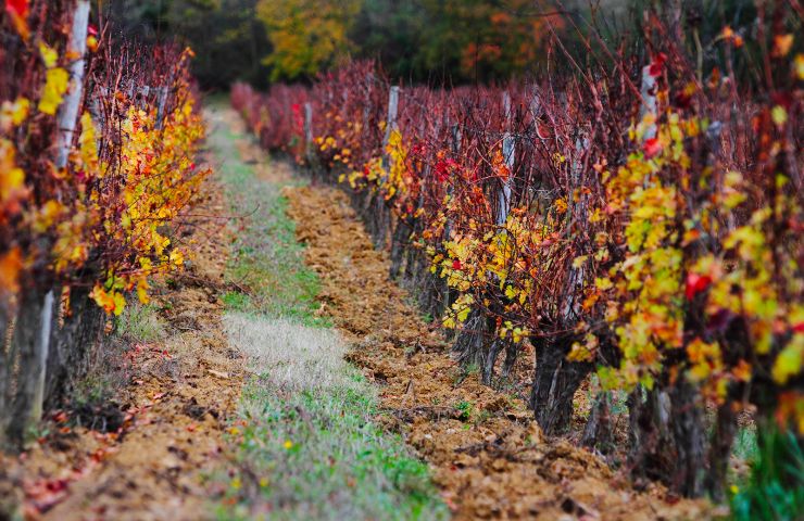 Domaine des Coteaux d'Engraviès
