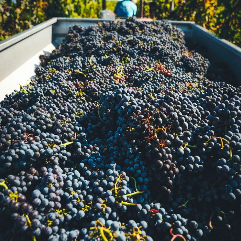 Domaine de Ribonnet