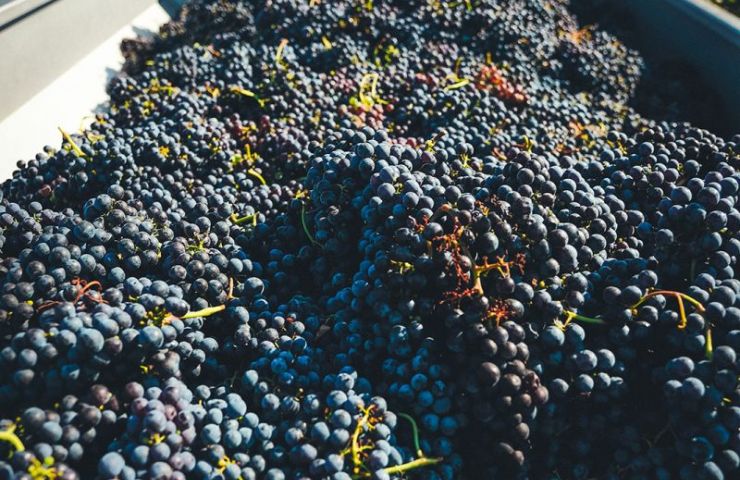 Domaine de Ribonnet
