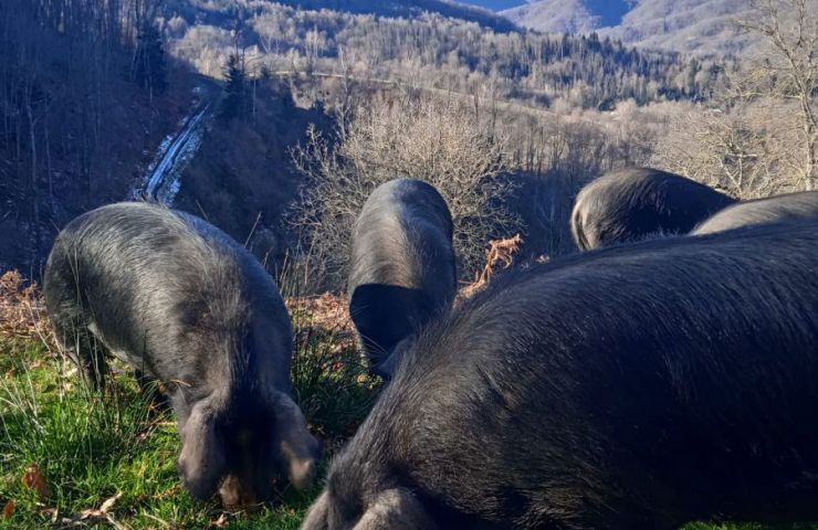 Ferme Auberge de Tailleher
