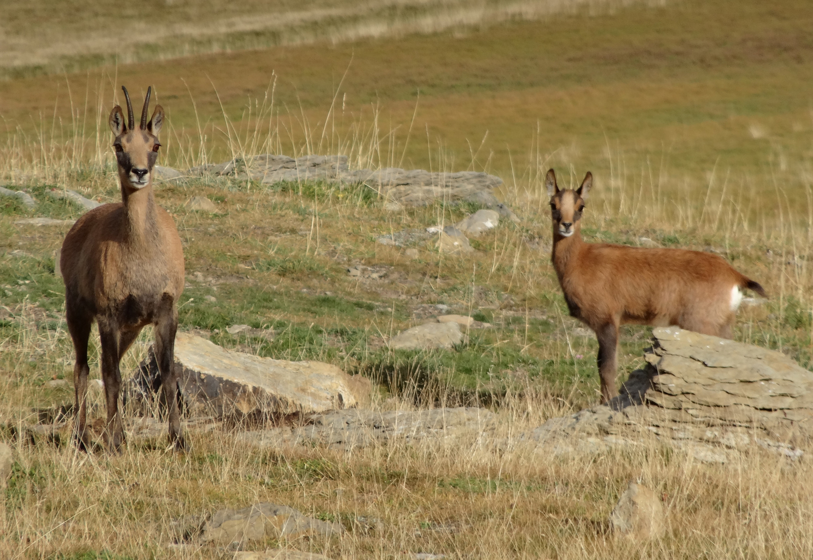 Pyrénées séjours randos vallée d'Ustou