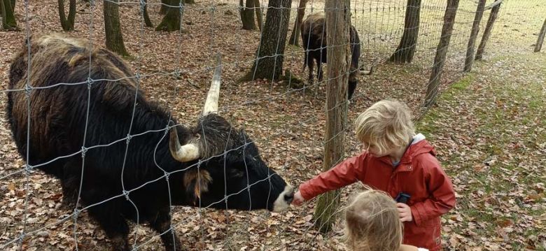 La Ferme aux bisons