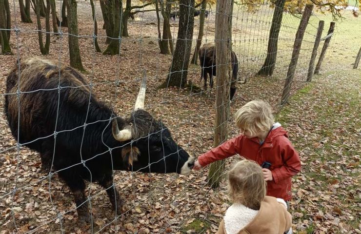 La Ferme aux bisons