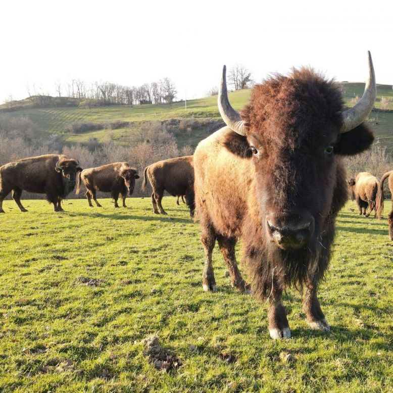 La Ferme aux bisons