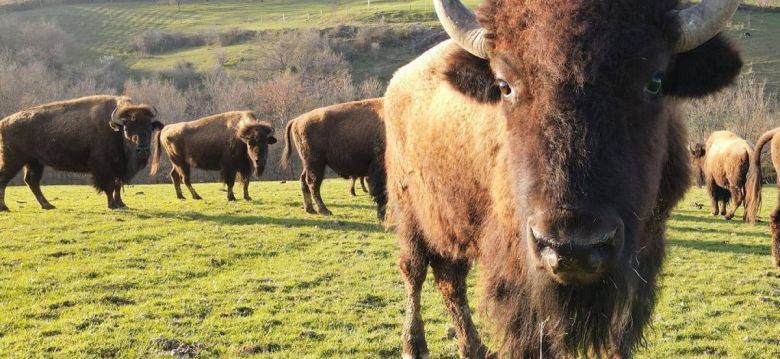 La Ferme aux bisons