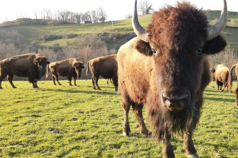 Parc Animalier de Lapenne