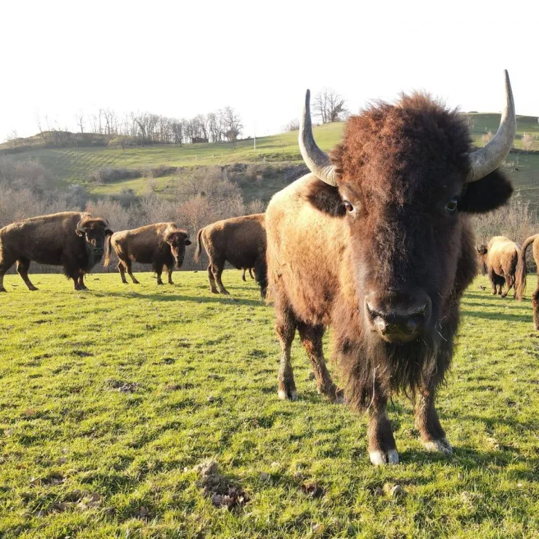 Parc Animalier de Lapenne