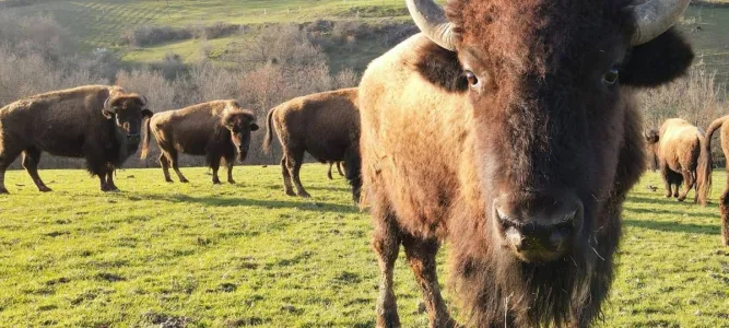 Parc Animalier de Lapenne