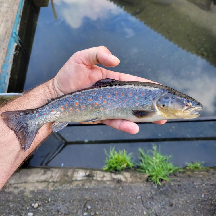 Les Viviers du Comminges - An organic trout farm in Haute-Garonne