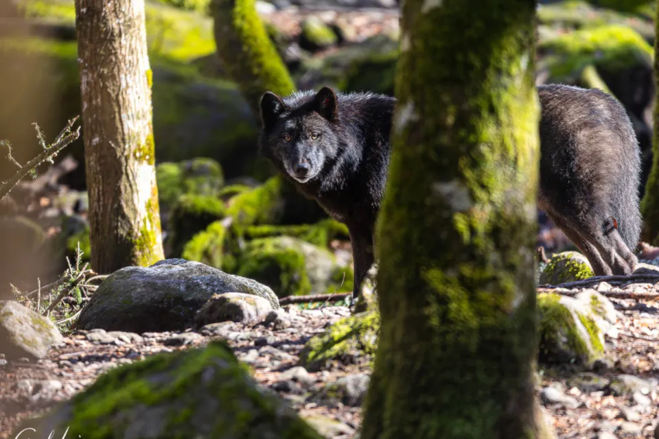 La Maison des Loups