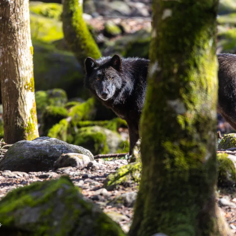 La Maison des Loups