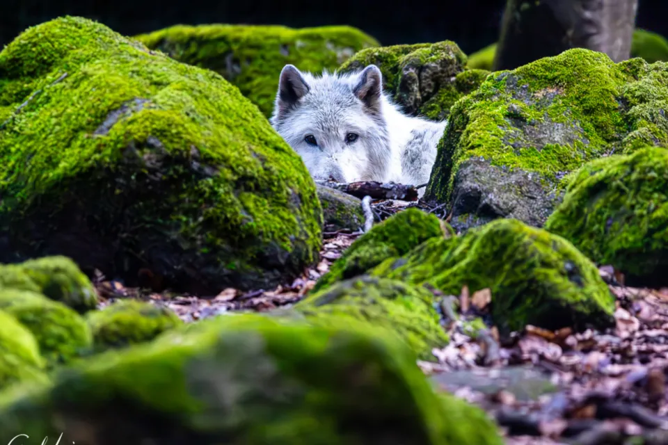 La Maison des Loups