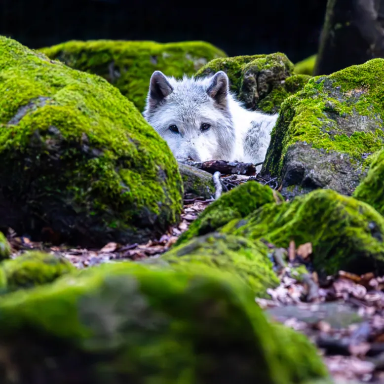 La Maison des Loups