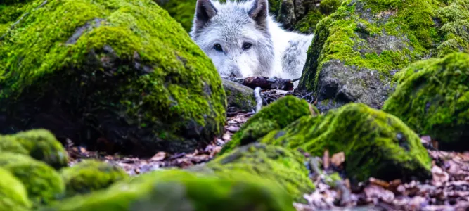 La Maison des Loups