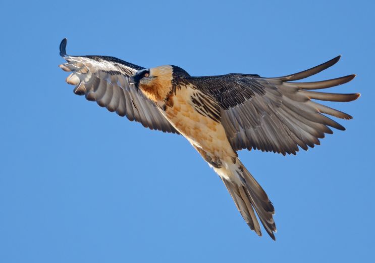 Le Donjon des Aigles : le spectacle grandiose ...