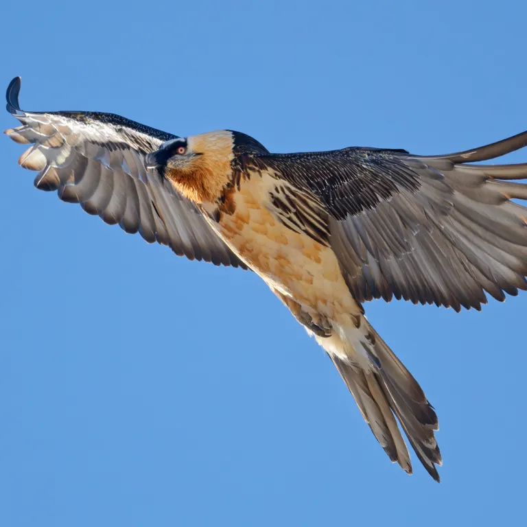 Le Donjon des Aigles : le spectacle grandiose ...