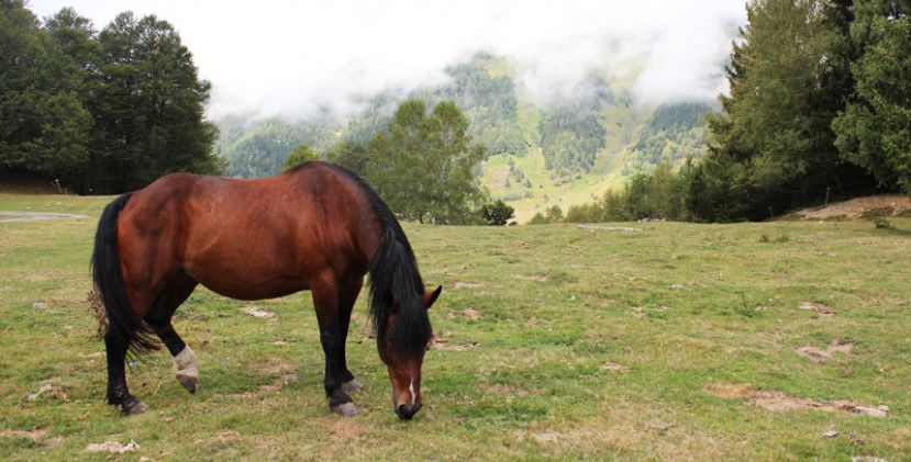 Centre Equestre du Lienz