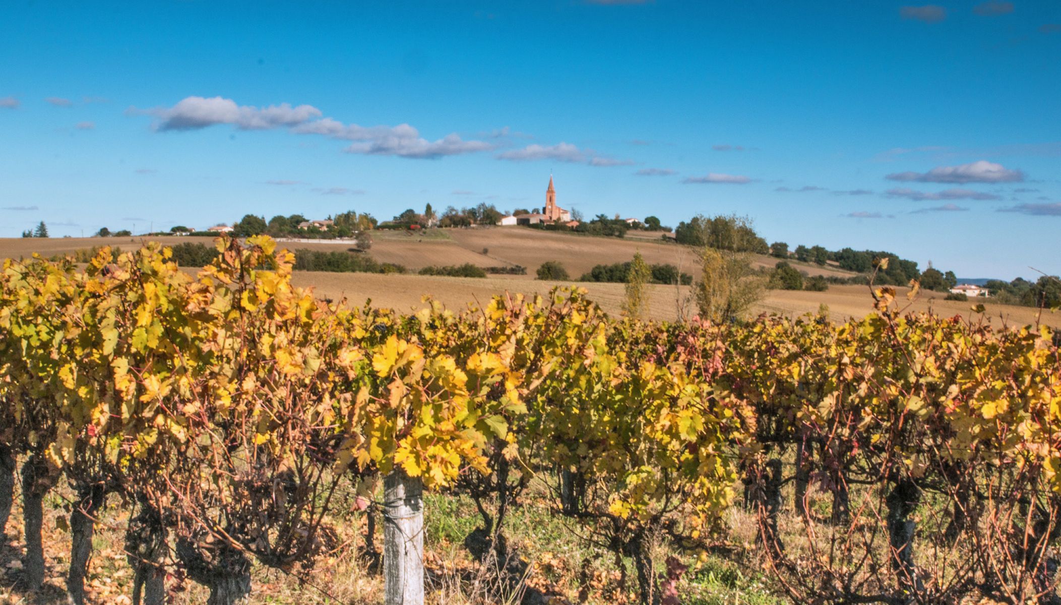 Viñedos para descubrir en los alrededores de Toulouse