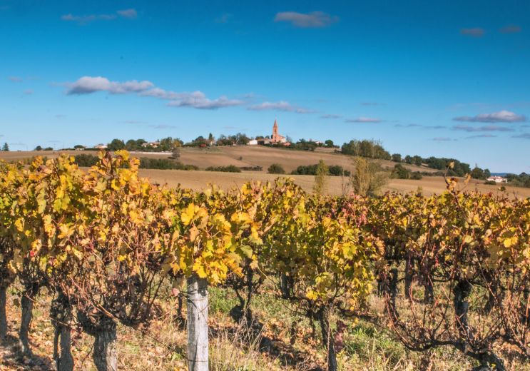 The vineyards to discover around Toulouse