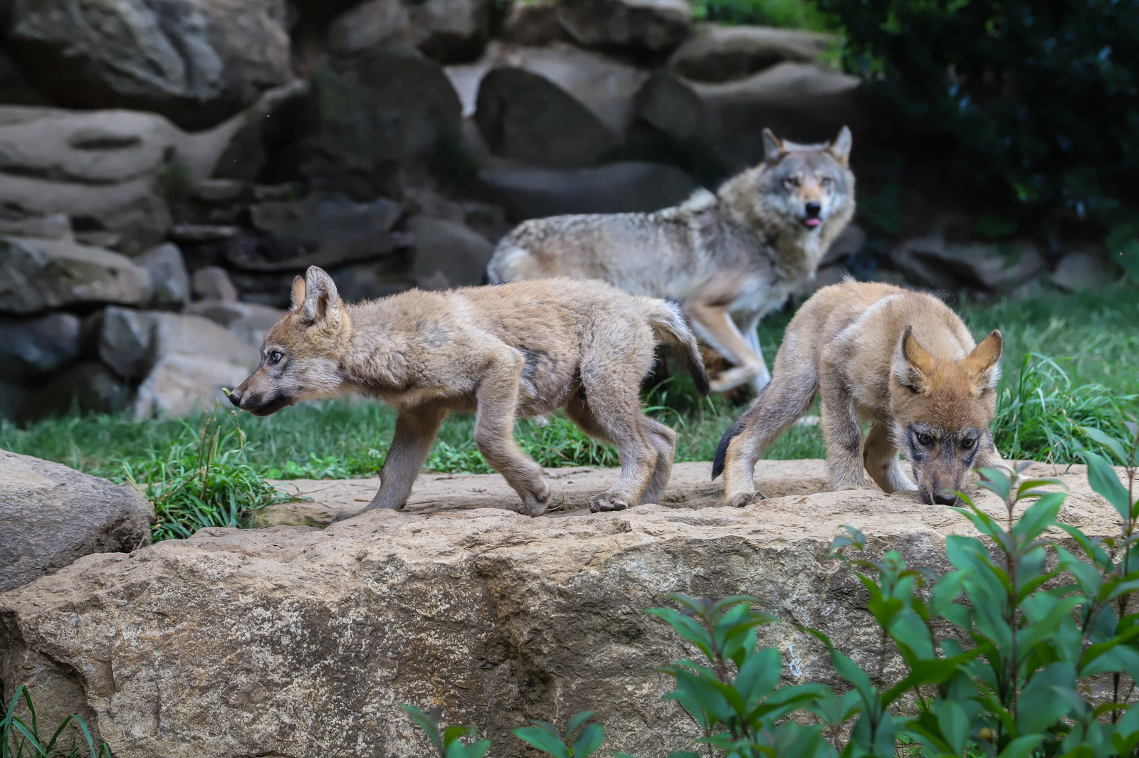 Wild immersion in the Pyrenees Animal Park