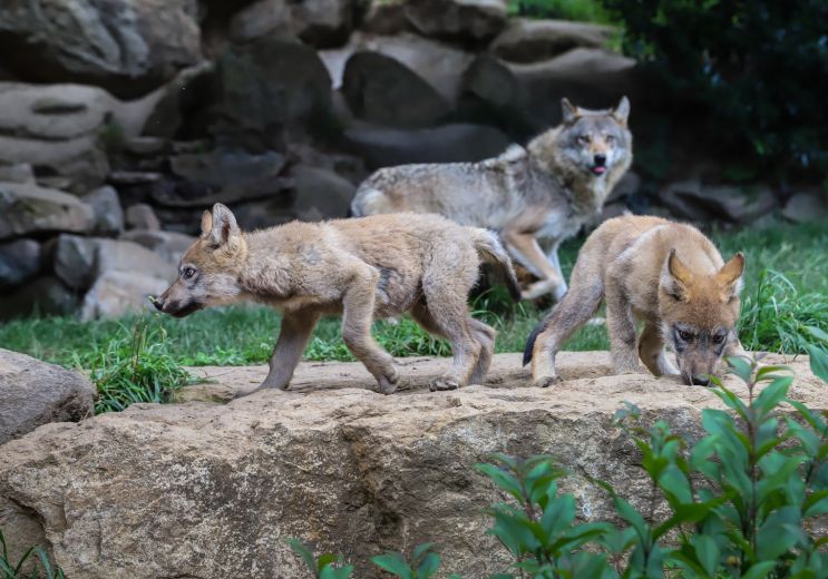 Wild immersion in the Pyrenees Animal Park
