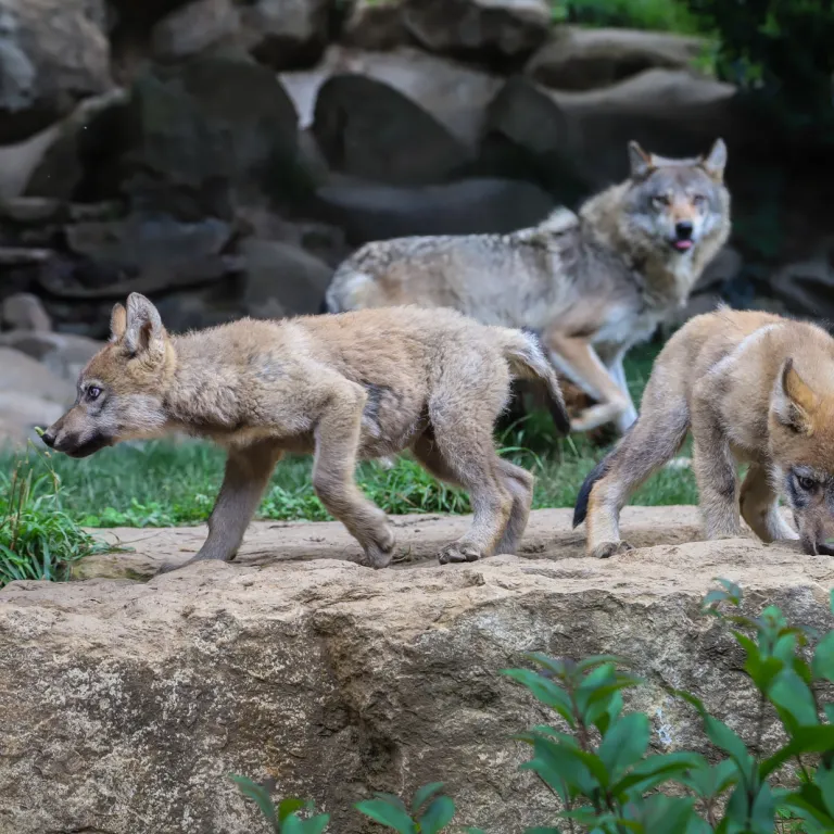 Immersion sauvage au Parc Animalier des Pyrénées