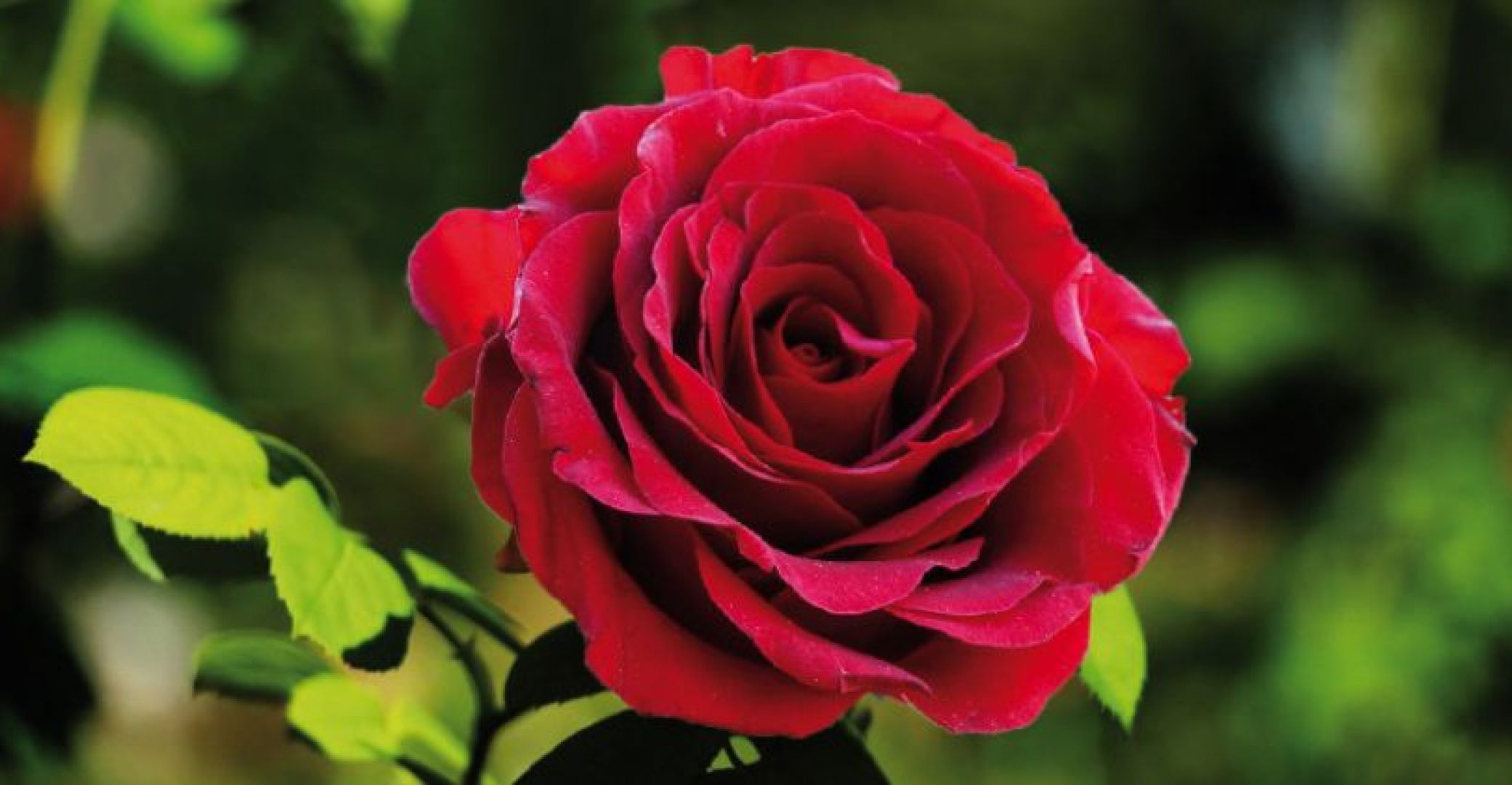 La caja «San Valentín ... La caja «San Valentín ...