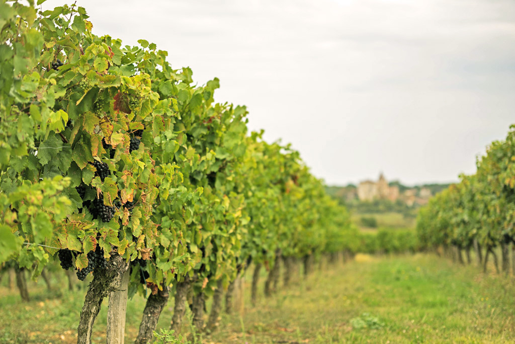 Vineyards