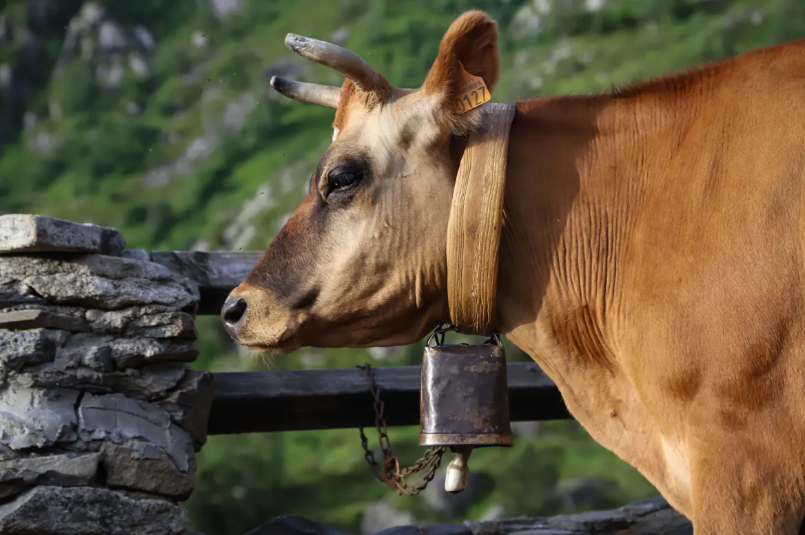 bells of the Pyrenees