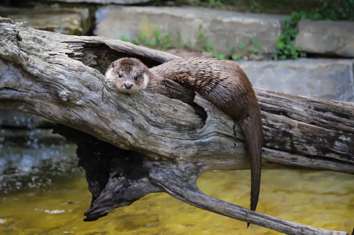 Parc Animalier