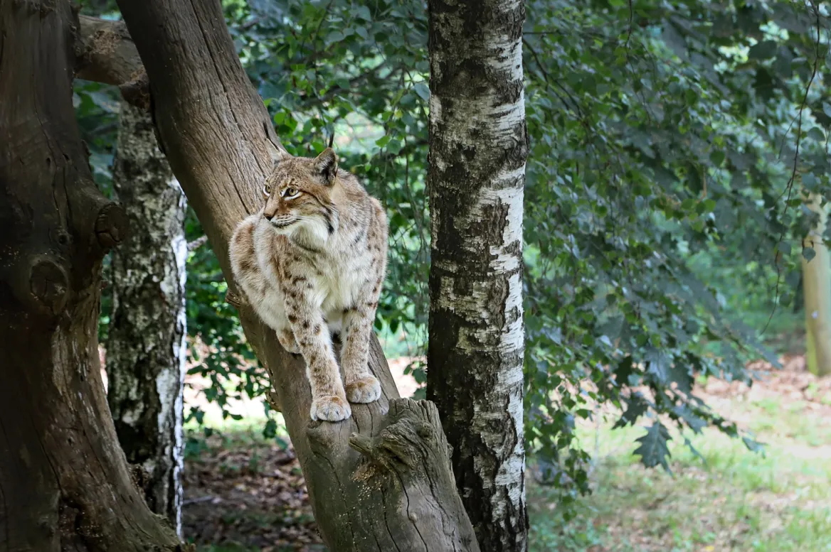 Parc Animalier