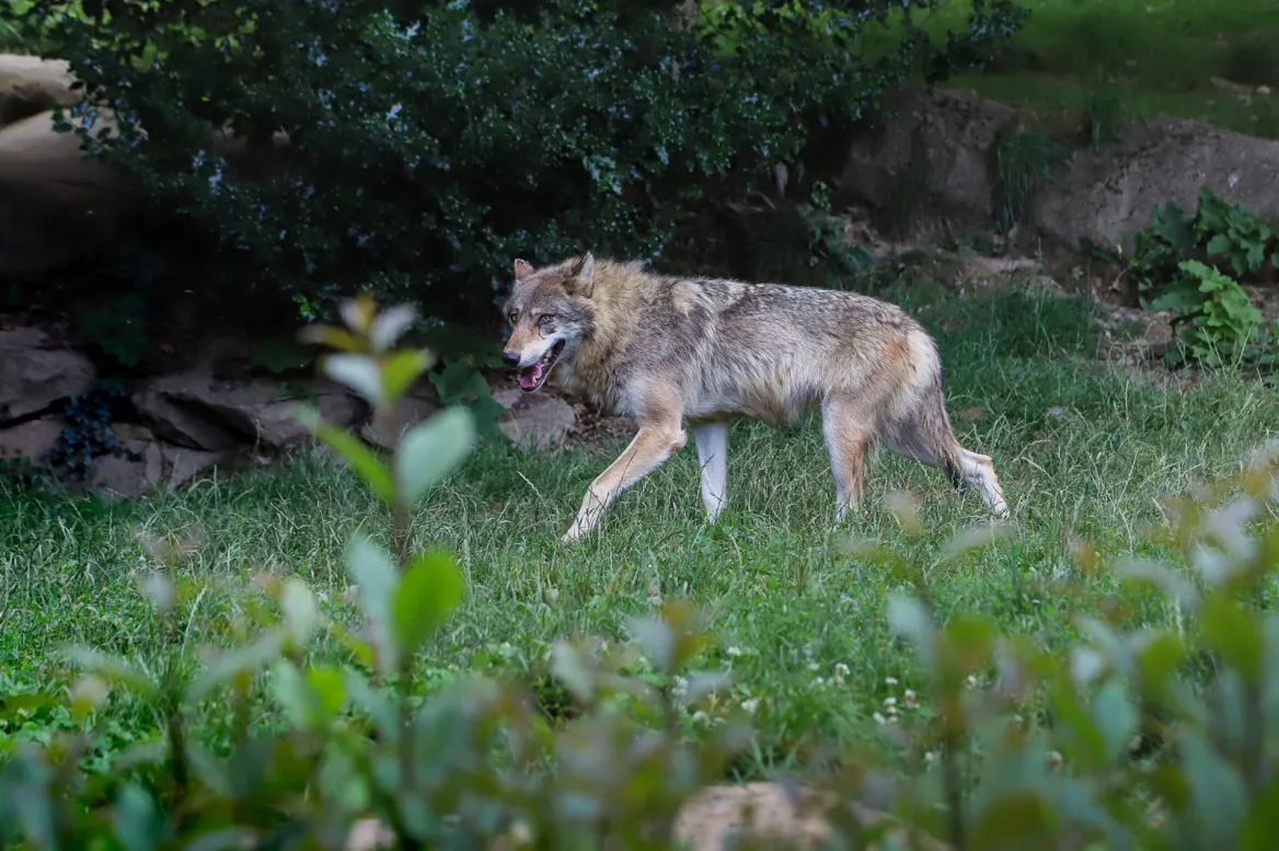 Parc Animalier