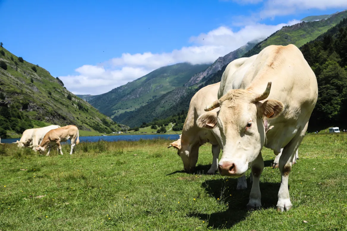 Pastoralismo Lago Estaing
