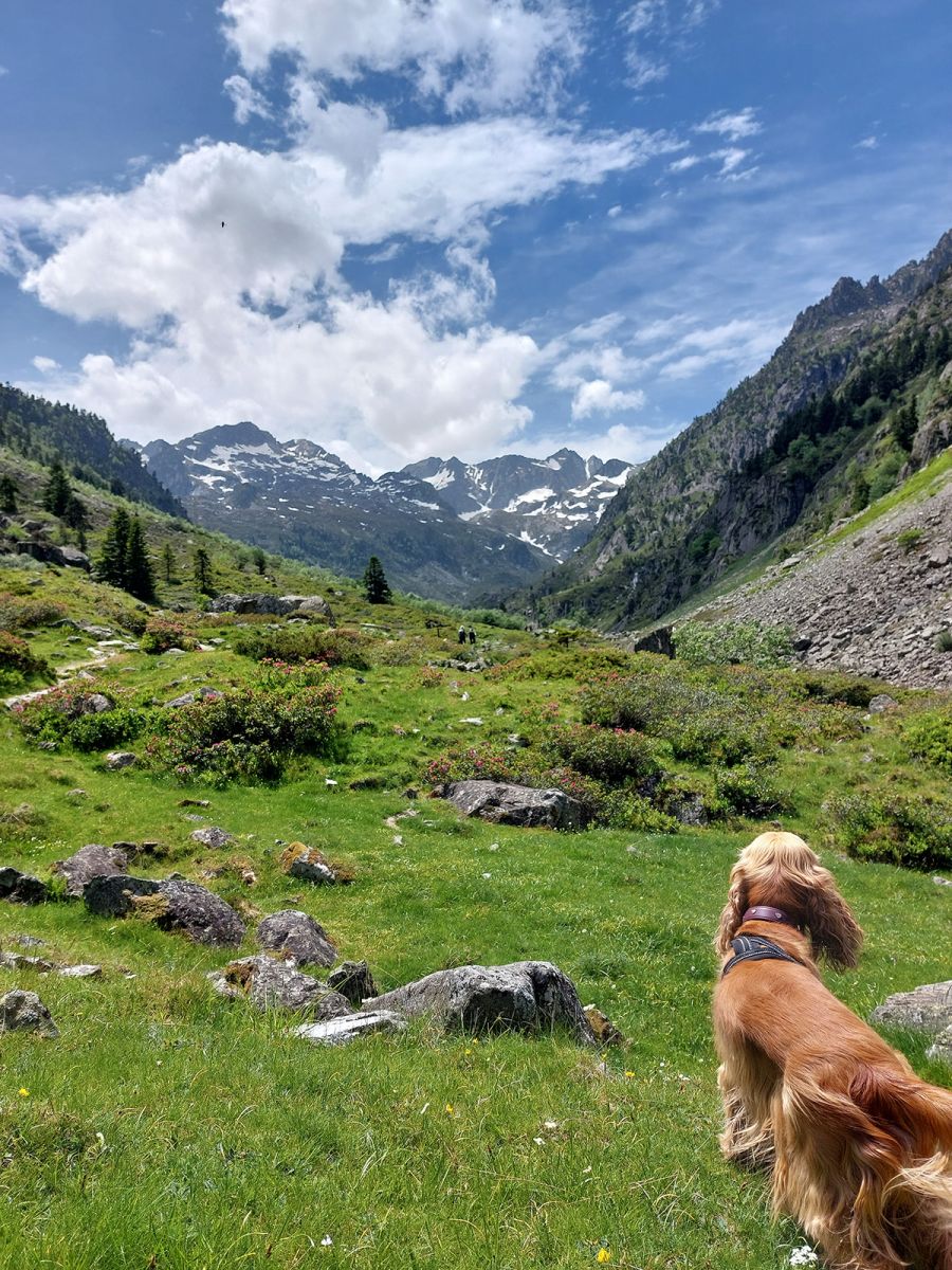Senderismo con perros