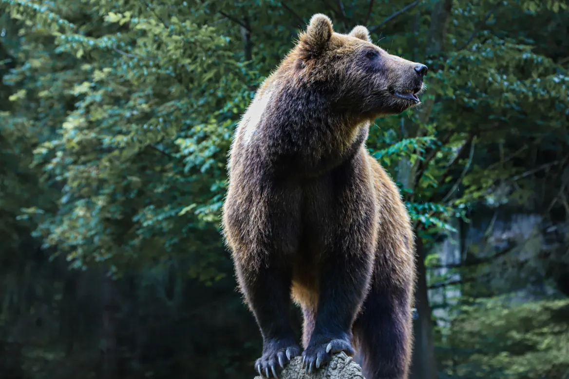 PARC ANIMALIER DES PYRÉNÉES