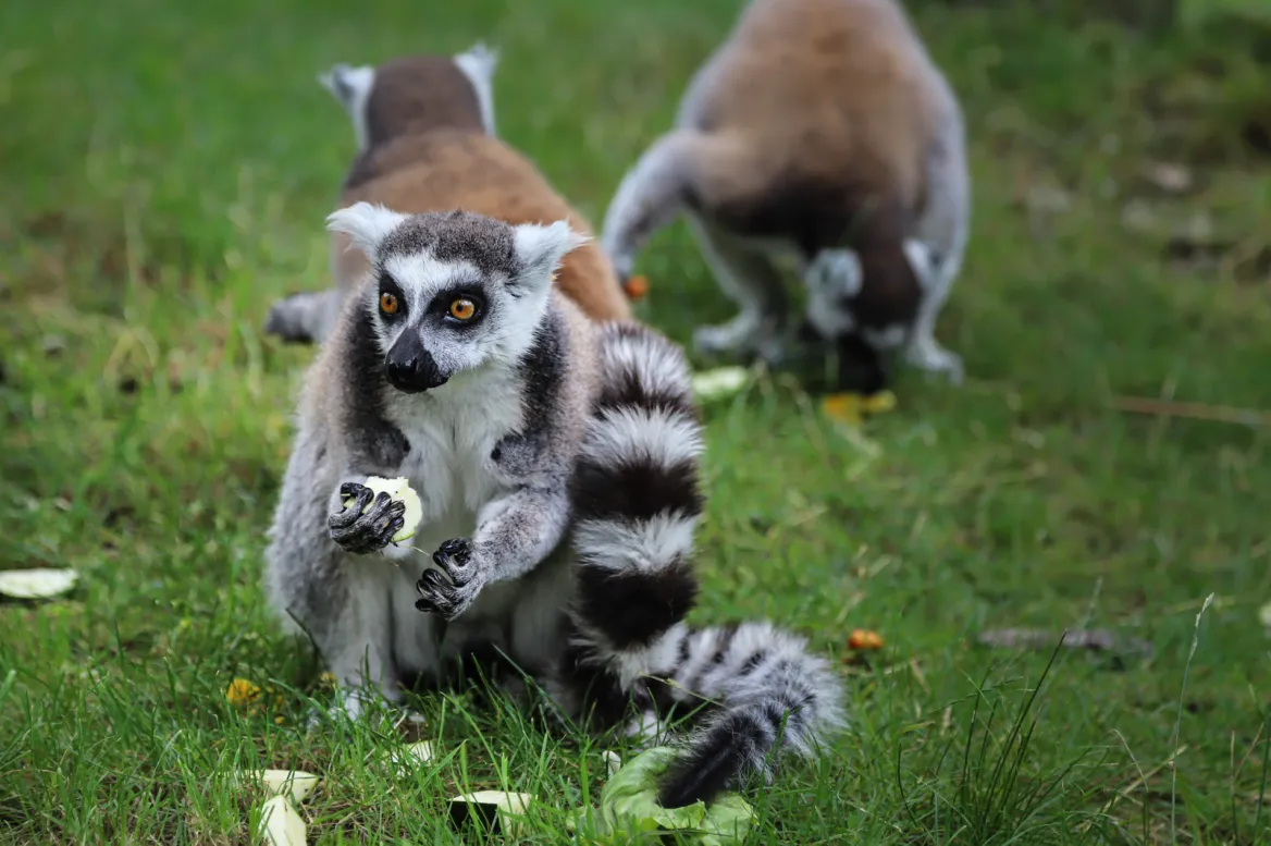 PARC ANIMALIER DES PYRÉNÉES