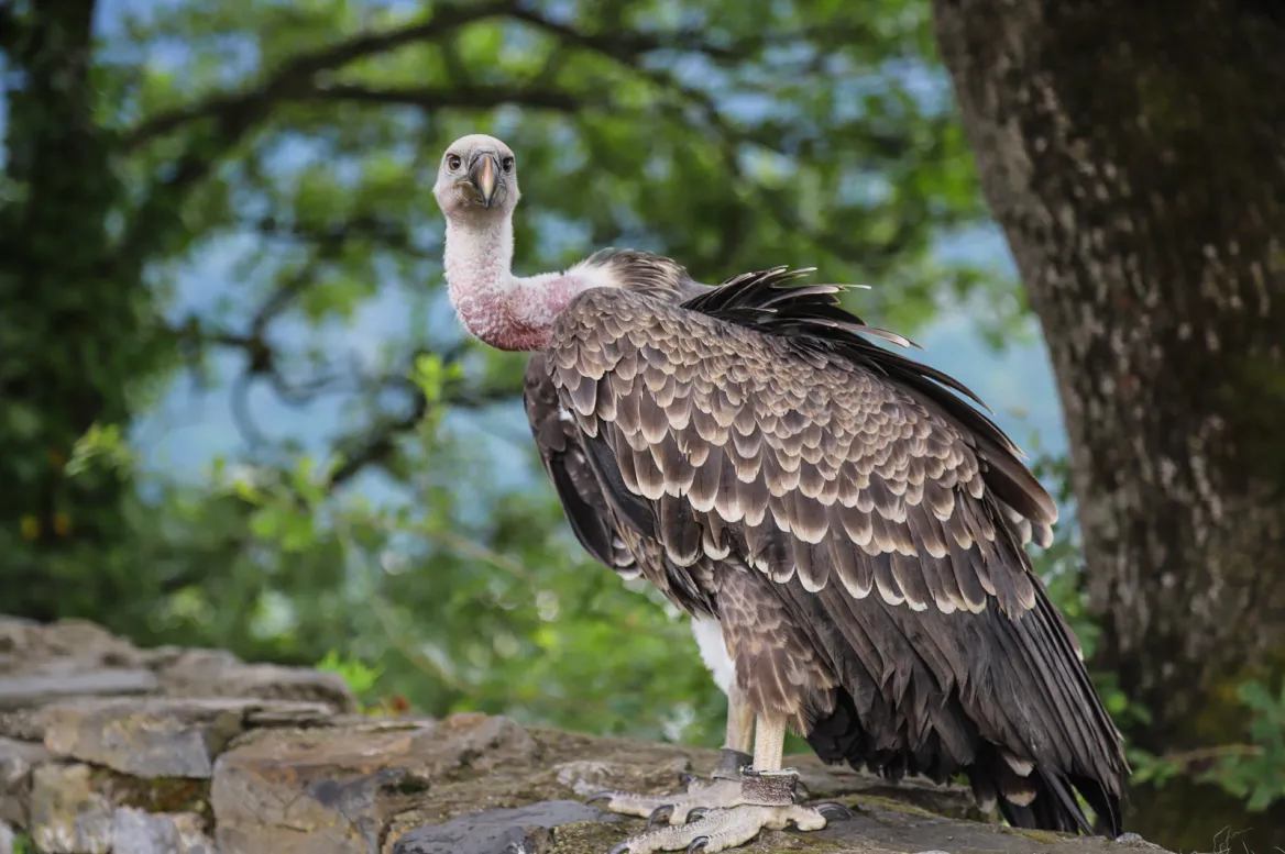 DONJON DES AIGLES