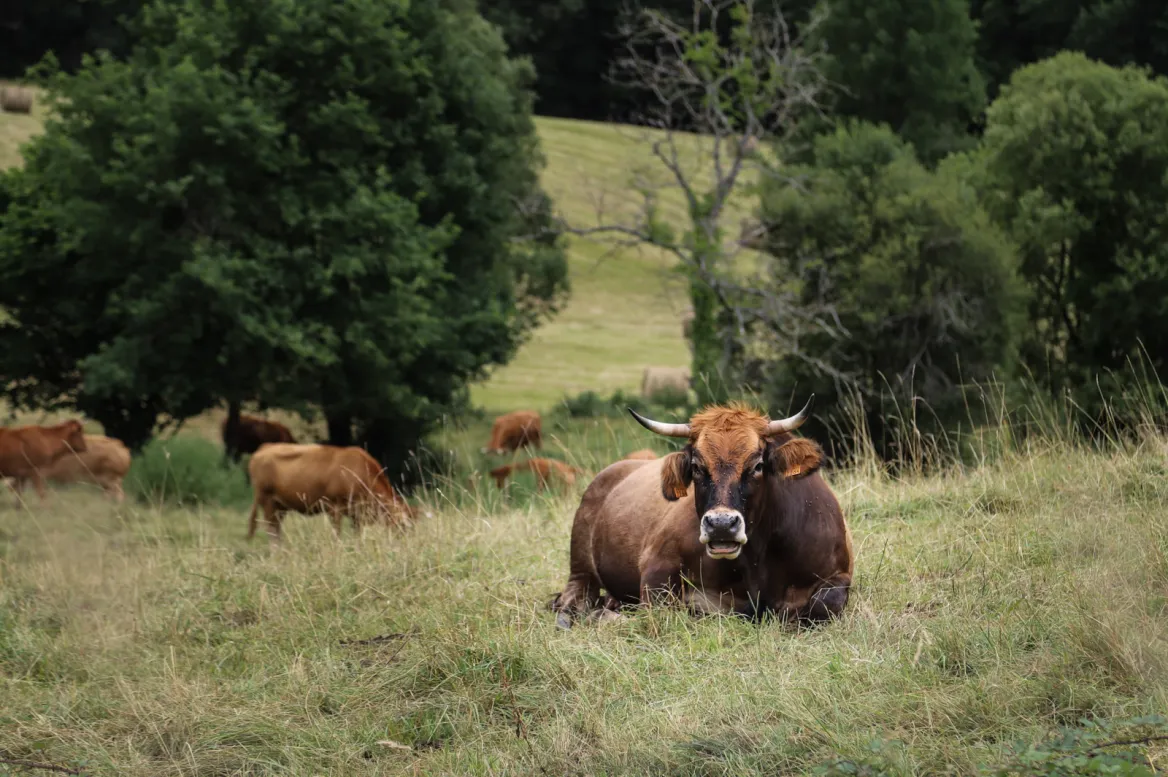 Roquefort-les-Cascades