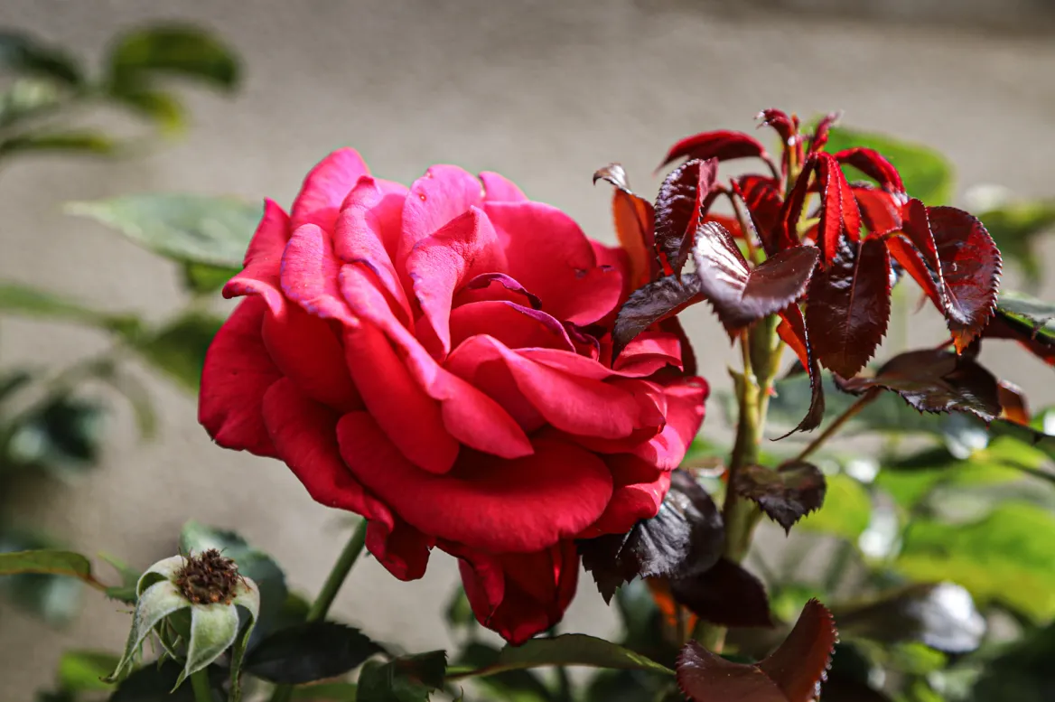 Camon roses