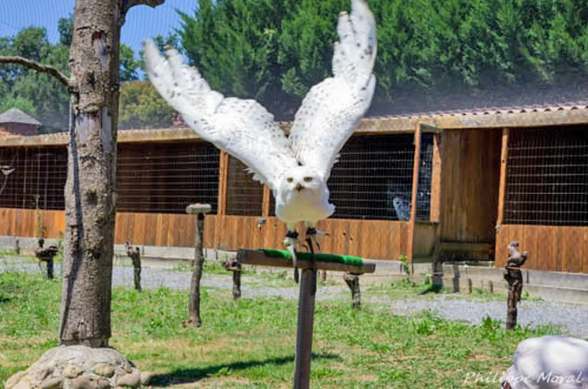 parc aux rapaces